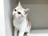 スコティッシュフォールド(立ち耳)【山形県・女の子・2025年1月5日・レッドタビー&ホワイト】の写真5