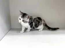 スコティッシュフォールド(立ち耳)【山形県・女の子・2025年6月9日・キャリコ】の写真6