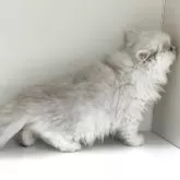 ペルシャ(チンチラ)【山形県・男の子・2025年8月12日・チンチラシルバー】の写真6