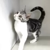 スコティッシュフォールド(立ち耳)【山形県・男の子・2025年1月8日・シルバータビー&ホワイト】の写真6