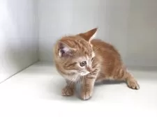 スコティッシュフォールド(立ち耳)【山形県・女の子・2025年7月7日・レッドタビー】の写真6