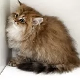 ペルシャ(チンチラ)【山形県・女の子・2025年8月12日・チンチラゴールデン】の写真6