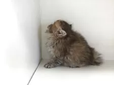 ペルシャ(チンチラ)【山形県・女の子・2025年8月12日・チンチラゴールデン】の写真7