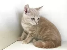 スコティッシュフォールド(立ち耳)【山形県・男の子・2025年7月7日・クリームタビー】の写真7