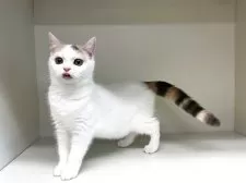 セルカークレックス【山形県・女の子・2025年5月25日・ダイリュートキャリコ】の写真7