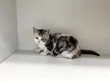 スコティッシュフォールド(立ち耳)【山形県・女の子・2025年6月9日・キャリコ】の写真7