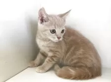 スコティッシュフォールド(立ち耳)【山形県・男の子・2025年7月7日・クリームタビー】の写真8