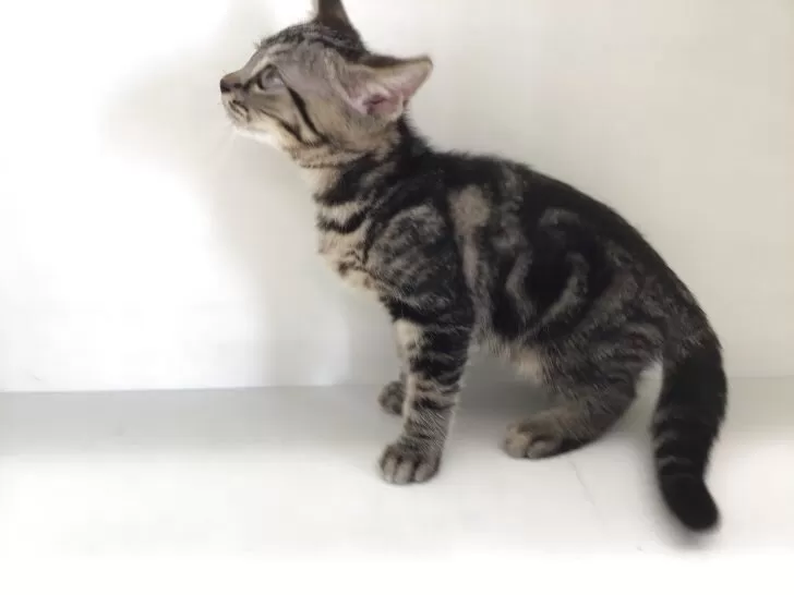 可愛い猫達 かわいい子猫DS 公式ページ