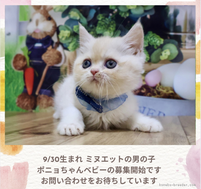 善家薫ブリーダーのブログ：ミヌエットのポニョちゃんベビー💕募集開始です✨