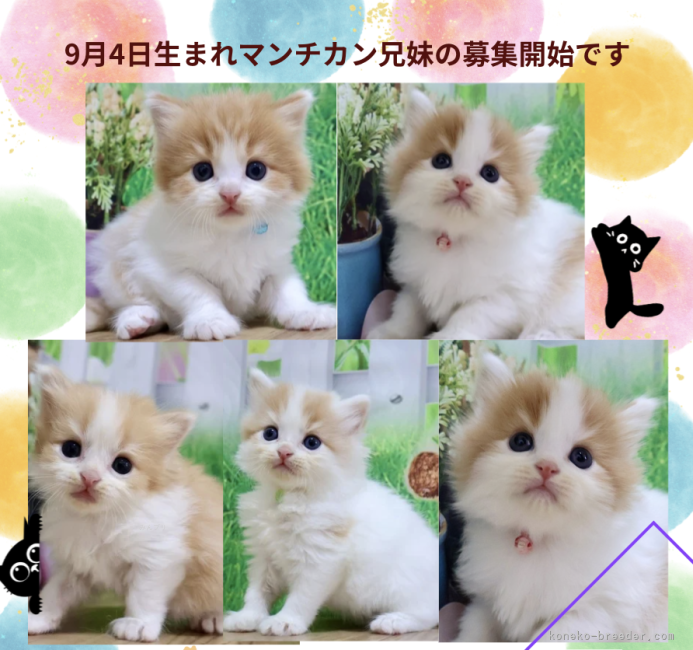 善家薫ブリーダーのブログ：テンちゃんベビー💕募集開始しました✨