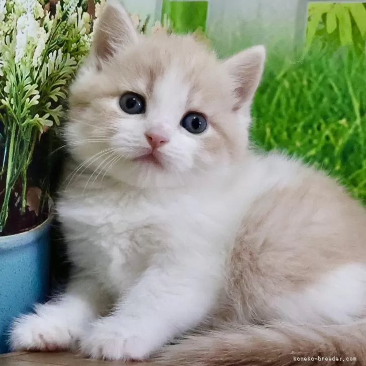 ID：2404-03561の子猫