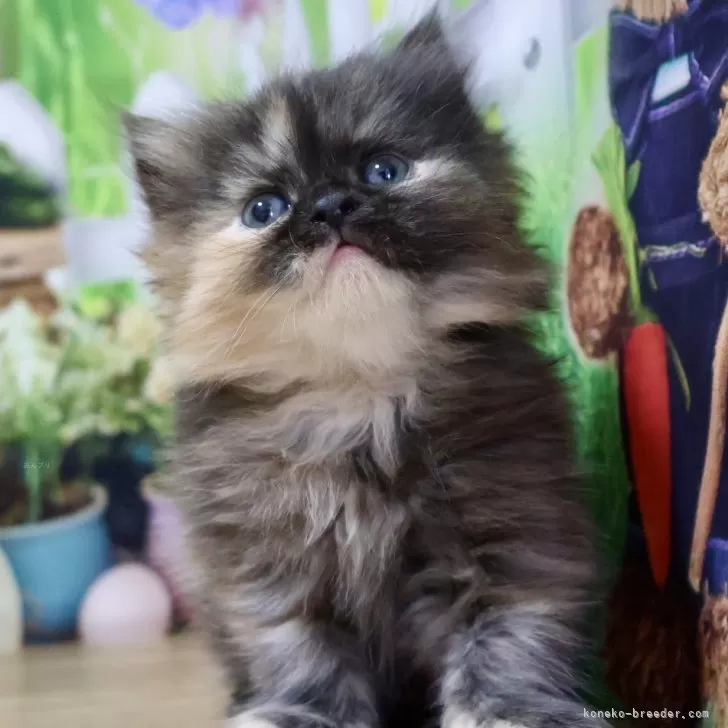 美奈子 様のお迎えした子猫