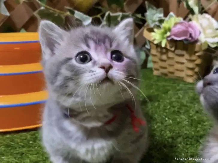 ID：2003-01560の子猫