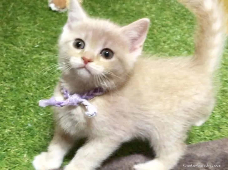 ID:1904-00975の子猫