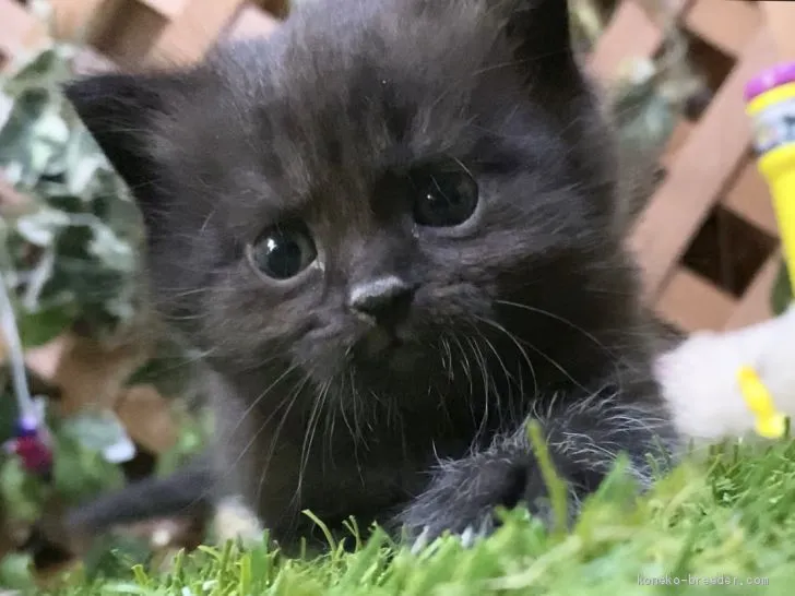 ID：2005-00795の子猫