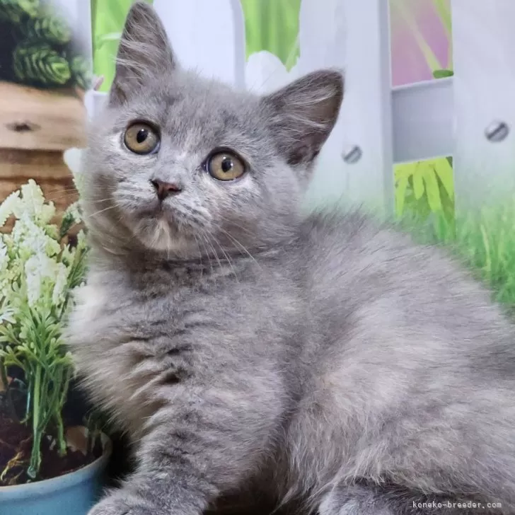 ID:2407-01391の子猫