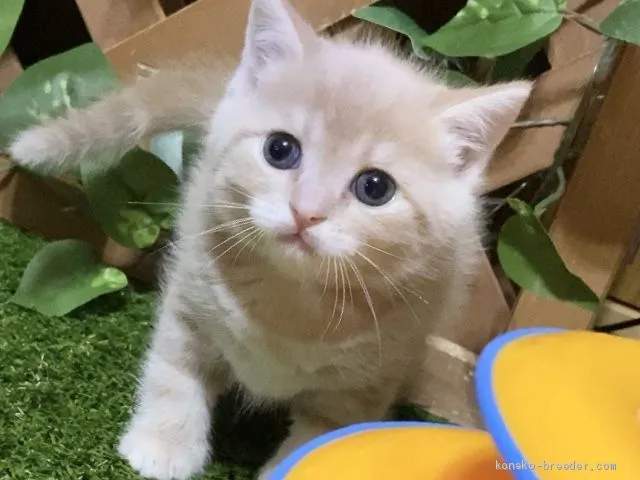 ID:2003-01814の子猫