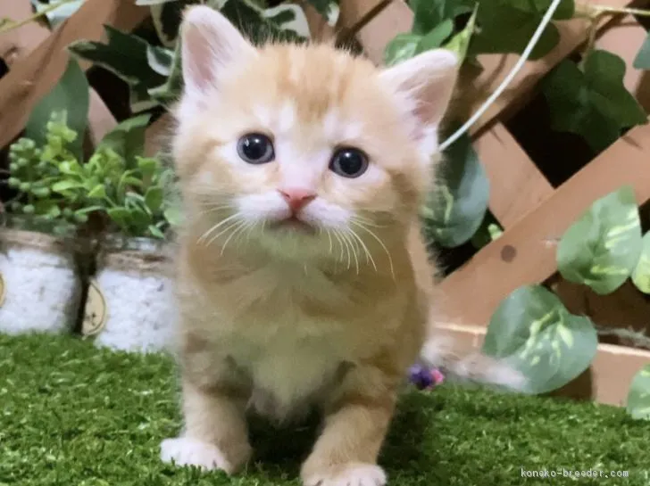 ID：2003-00787の子猫