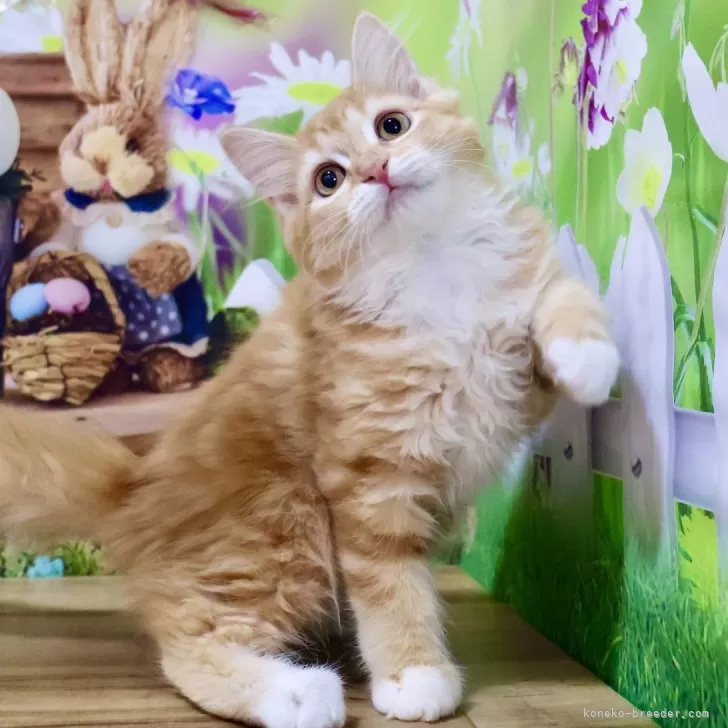 H.N 様のお迎えした子猫