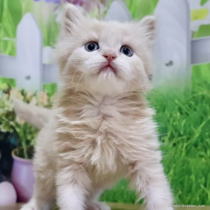 ID：2405-01787の子猫