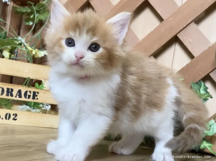 ID：2107-00632の子猫