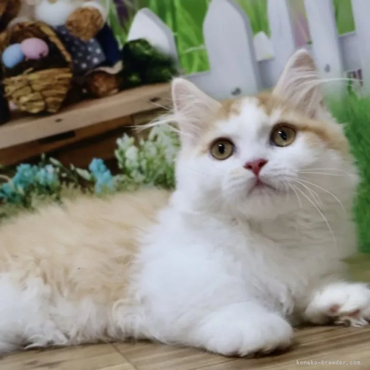 ID:2304-00615の子猫