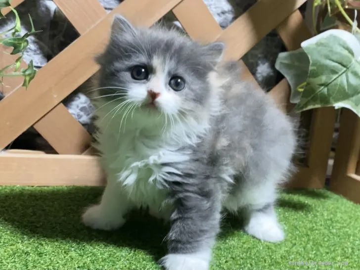 ID：2101-01683の子猫