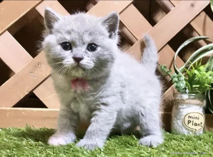 ID:2008-00337の子猫
