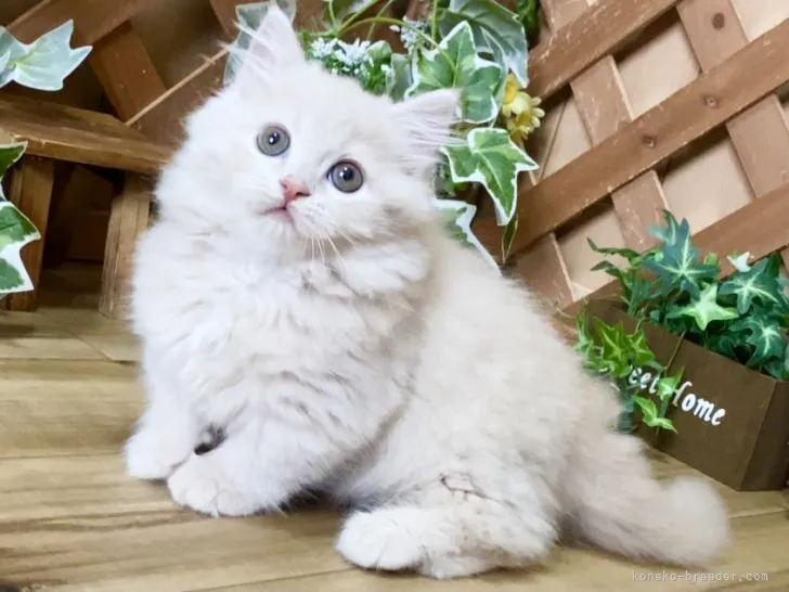 ID:2111-00112の子猫