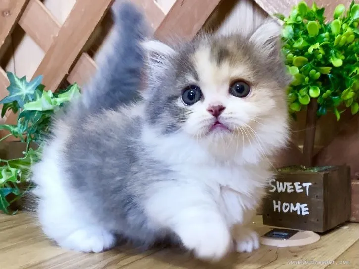 ID:2109-02101の子猫
