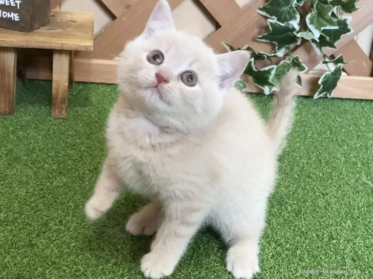 ID:2102-01463の子猫