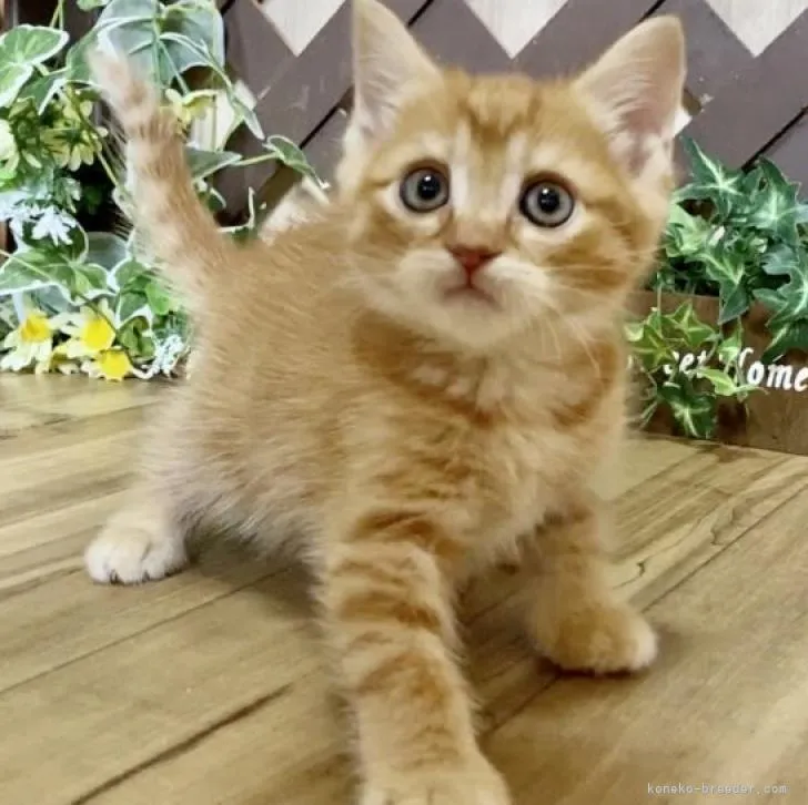 こたろう 様のお迎えした子猫