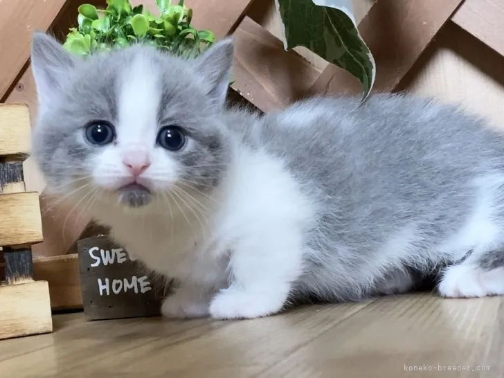 ID：2106-02668の子猫