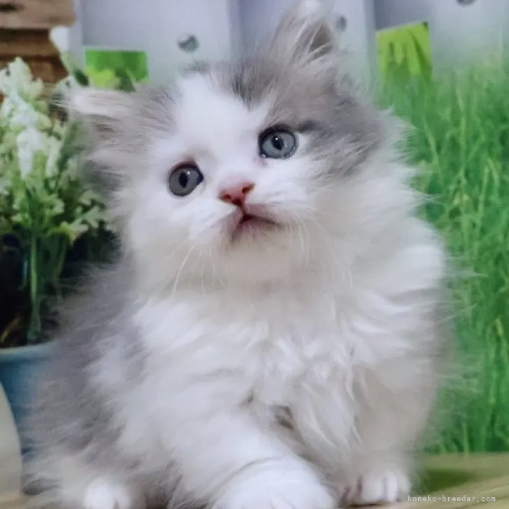ID:2310-00432の子猫