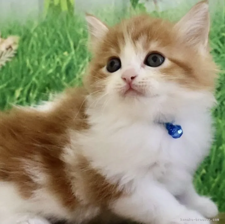 ID：2309-00179の子猫