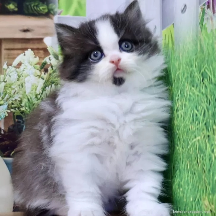 ID:2411-01835の子猫