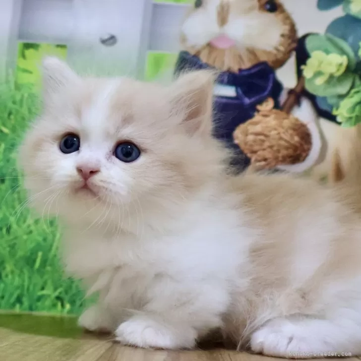ID:2409-02923の子猫