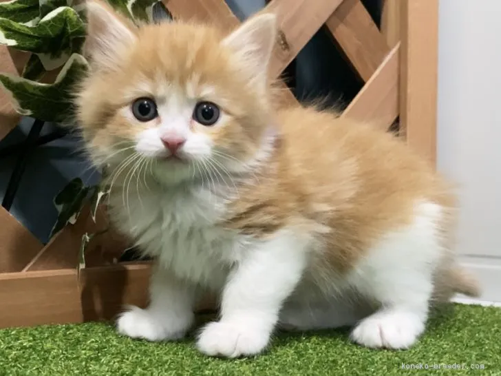 ID：2101-00874の子猫