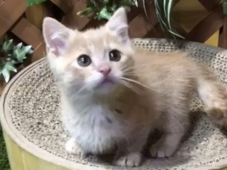 ID:1805-01971の子猫