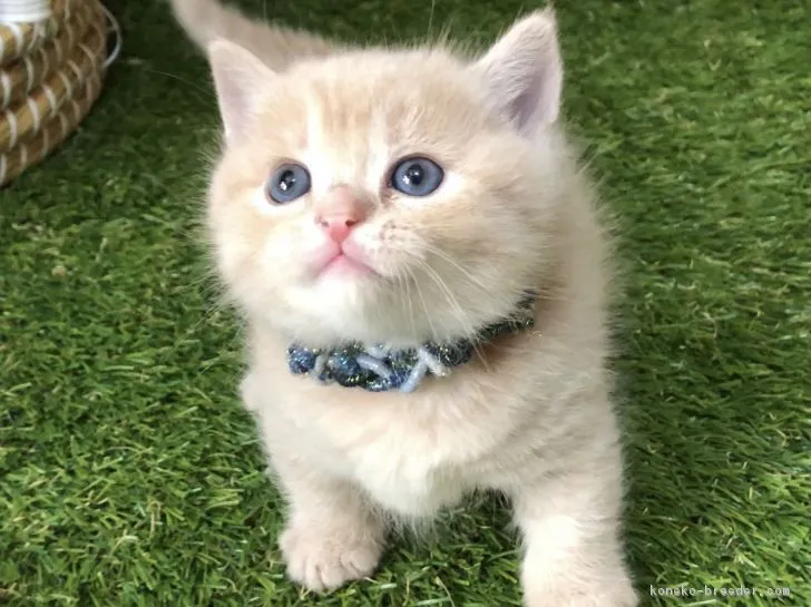 ID:1902-00446の子猫