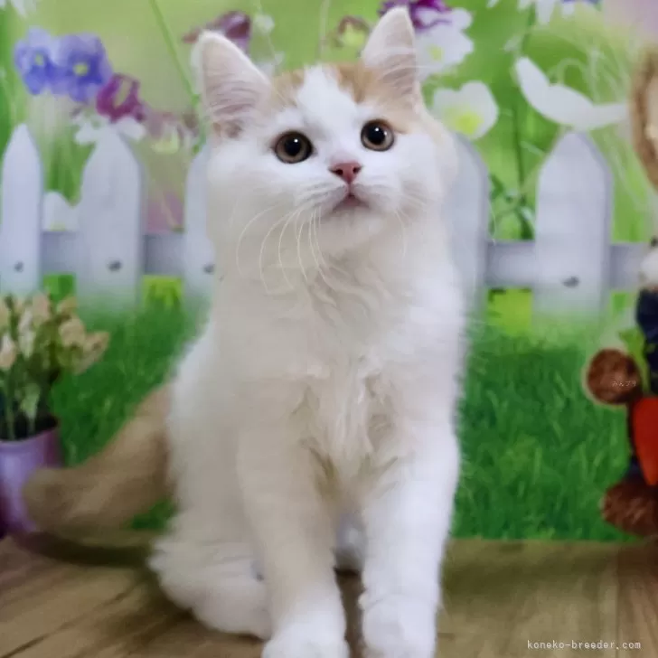 sora 様のお迎えした子猫