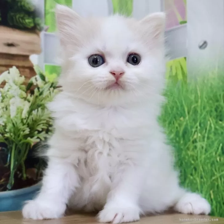 みか 様のお迎えした子猫