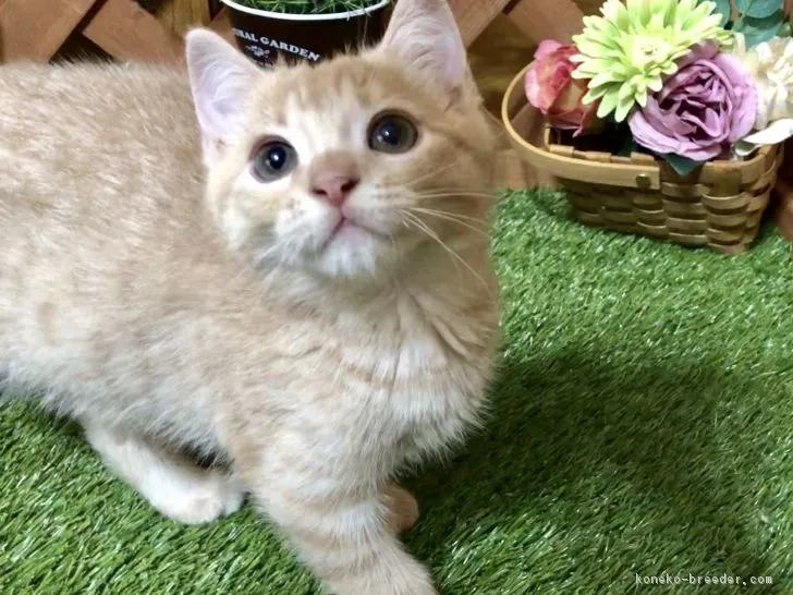 ID：1805-01966の子猫