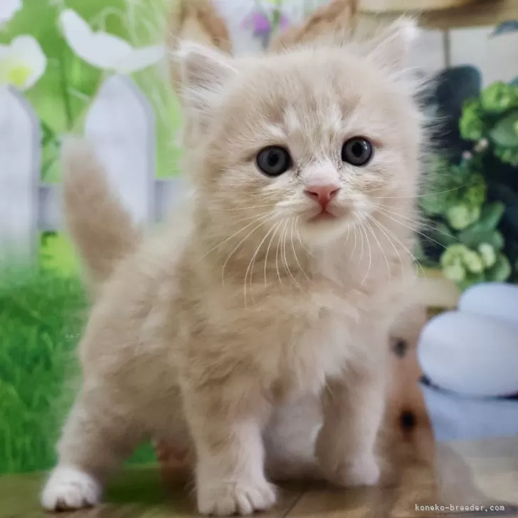 ID:2405-02010の子猫