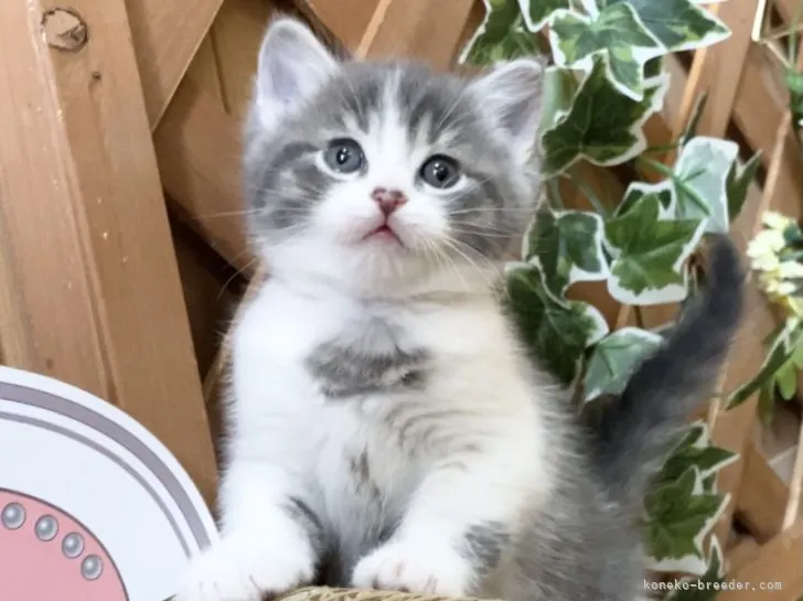 ID:2104-01133の子猫