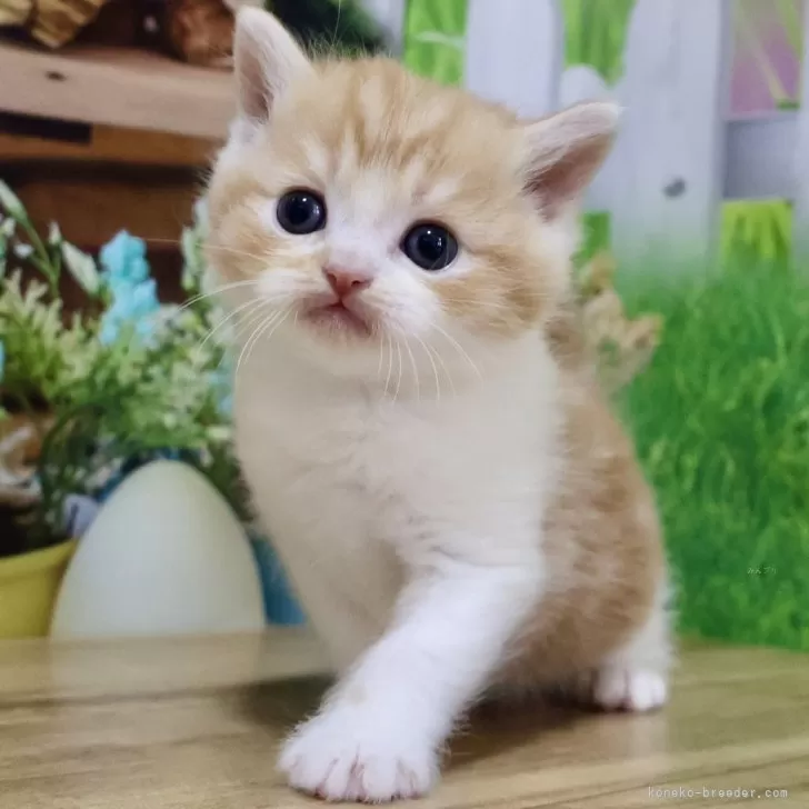 ID:2403-00048の子猫