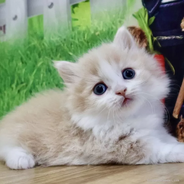 ID：2409-02815の子猫