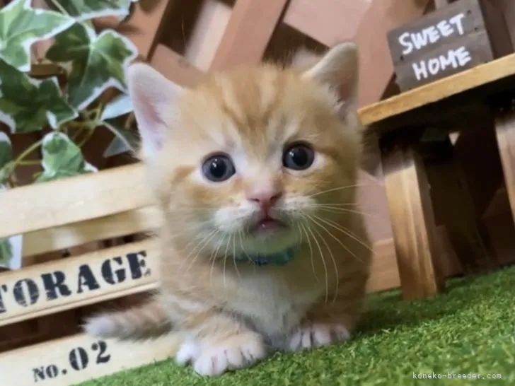 ID：2103-02095の子猫