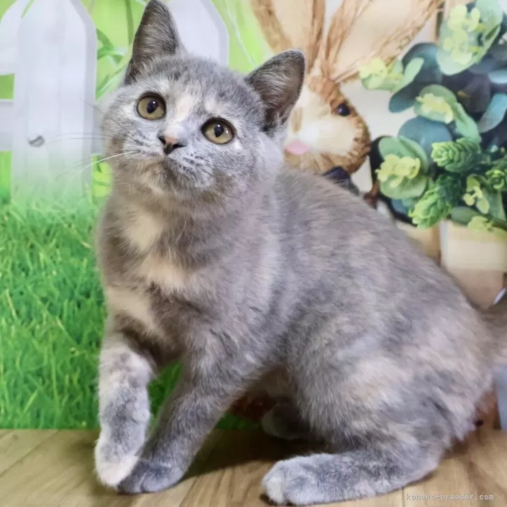 ID：2407-01399の子猫