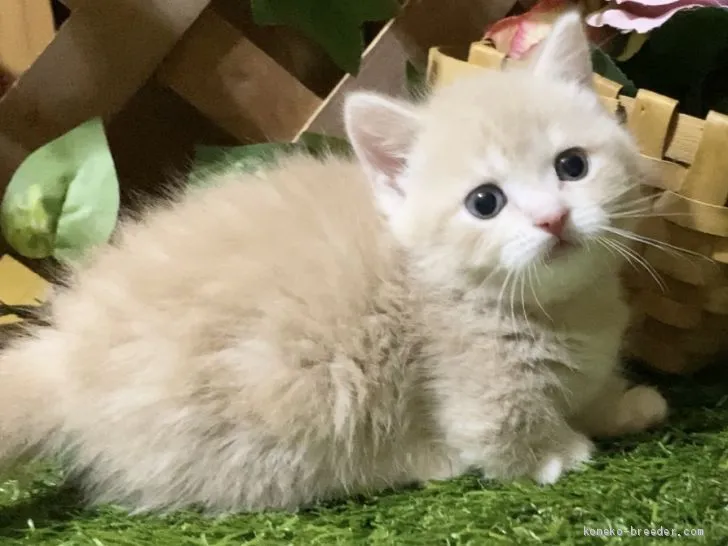 ID:2003-01844の子猫